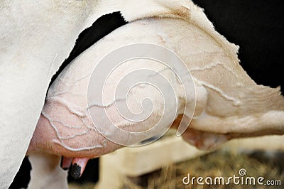 Holstein Dairy Cow Udder Stock Photo
