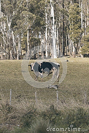 Holstein Fresian cow Stock Photo