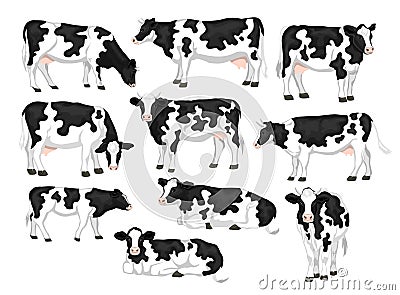 Holstein friesian black and white patched coat breed cattles set. Stock Photo