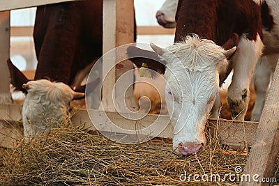 Holstein Friesian cattle eating Stock Photo