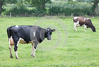 Holstein Friesian cattle Stock Photo