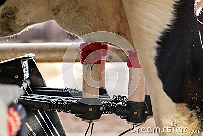 Milking robot Stock Photo