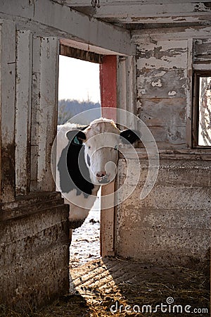 Holstein steer cow peaking into barn at farm. Stock Photo