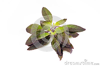 Holy basil Stock Photo