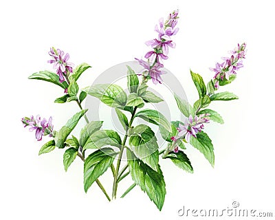 The Holy basil is isolated on a white background. Stock Photo