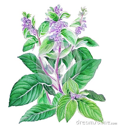 Holy basil (Ocimum tenuiflorum) medicinal plant isolated on white background. Generative AI watercolor illustration Cartoon Illustration