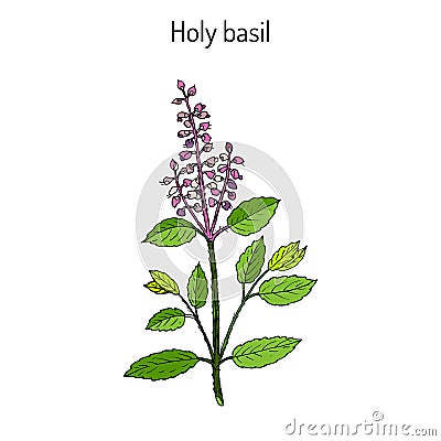 Holy Basil Ocimum tenuiflorum , or tulasi Vector Illustration