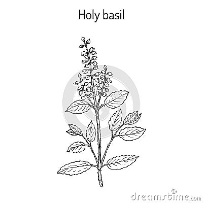Holy Basil Ocimum tenuiflorum , or tulasi Vector Illustration