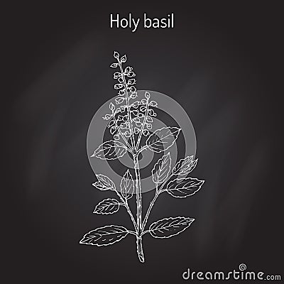 Holy Basil Ocimum tenuiflorum , or tulasi Vector Illustration