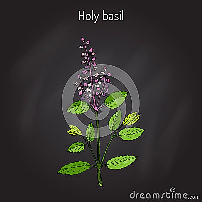 Holy Basil Ocimum tenuiflorum , or tulasi Vector Illustration