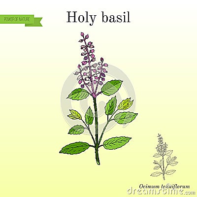 Holy Basil Ocimum tenuiflorum , or tulasi Vector Illustration