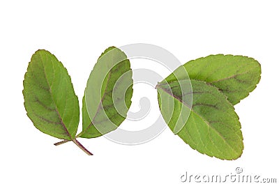Holy basil or sacred basil leaves isolated on white background with clipping path. top view,flat lay Stock Photo