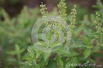 Holy basil Stock Photo