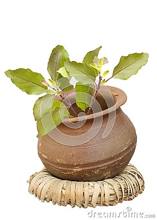 Holy basil tulasi in clay pot isolated Stock Photo