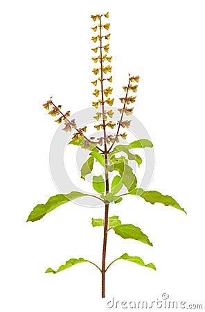 Holy Basil or Tulsi isolated with clipping path Stock Photo