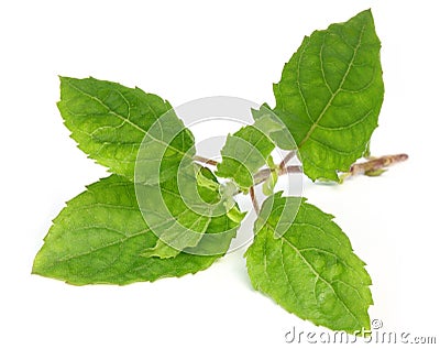 Holy basil or tulsi leaves Stock Photo