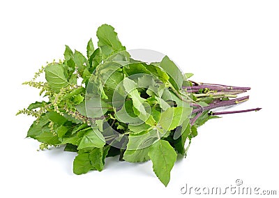 Holy basil or tulsi leaves isolated on white background Stock Photo