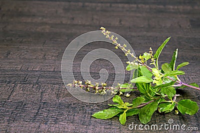 Holy Basil or Tulsi queen of herbs and wooden mortar Stock Photo