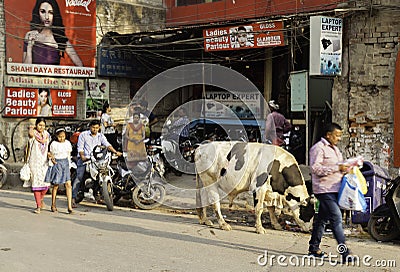 A Holy Cow Helps Himself to the Rubbish Bin Editorial Stock Photo