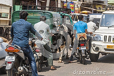 Holy cow in Indian traffic jam Editorial Stock Photo