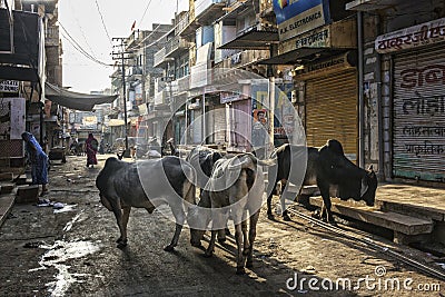 Holy indian cows stand in the group on the city street. Jaisalmer lies in the heart of the Thar Desert Editorial Stock Photo
