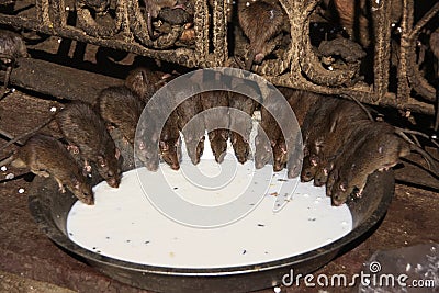 Holy rats drinking milk from a bowl, Karni Mata Temple, Deshnok, India Stock Photo