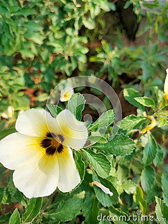 Holy rose - turnera subulata flower Stock Photo