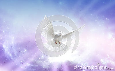 holy spirit dove symbol sky