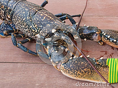 Homarus gammarus or European lobster live on wooden table Stock Photo