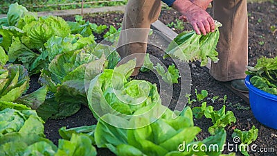Hombre mayor que recoge verduras naturales de cosecha propia de jardín Hombre mayor que recoge verduras naturales de cosecha propia de jardín