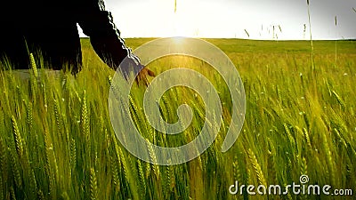 Hombre que camina del campo de trigo metrajes Hombre que camina del campo de trigo metrajes