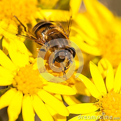 At Home Amongst The Ragwort Stock Photo