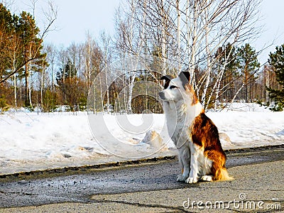 Home animals Stock Photo