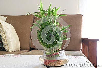 Home Bamboo water plant, green leaves bamboo plant in living room Stock Photo