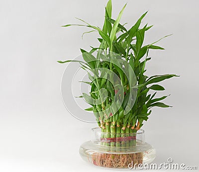Home Bamboo water plant in a water flask Stock Photo