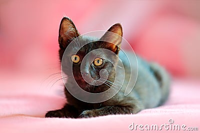 Home black cat in the pink. Cute babe kitten in the bed with pink bedlinen Stock Photo