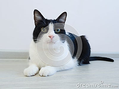 Home black and white cat lying on the floor in the apartment and looks away with curiosity Stock Photo