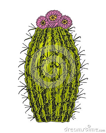 Home cactus plants or flower. Cozy cute element. Exotic or tropical succulent with prickles. Engraved hand drawn in old Vector Illustration