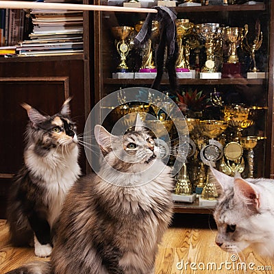 Home cattery Champions Maine Coon Stock Photo