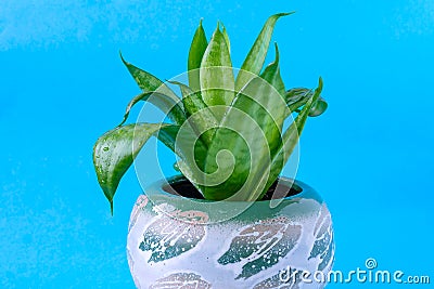 Home compact evergreen flower for interior decoration in a beautiful pot. Stock Photo