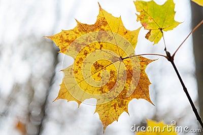 Translucent autumn leaves in the forest Stock Photo