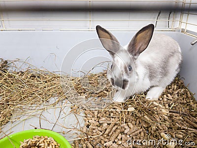 Home decorative rabbit in a gray cage of gray-white color. Rabbit eats from a green bowl. A series of photos of a cute and fluffy Stock Photo