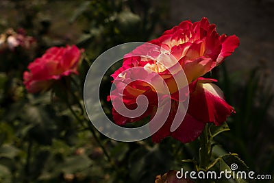 Home flowerbed with beautiful flowers pleases in the summer. Stock Photo