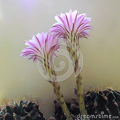 Home flowers - a multi-part cactus with light pink flowers Stock Photo