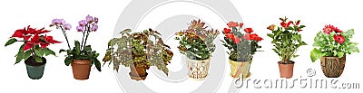 Home flowers in pots on white background Stock Photo