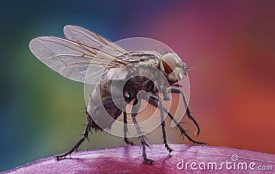 Home fly on the apple Stock Photo