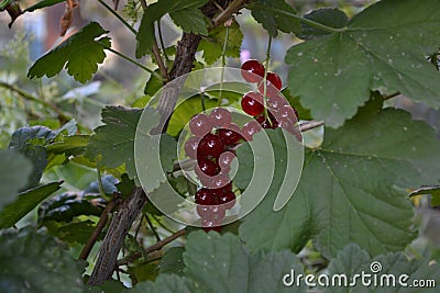 Red juicy berries. Red currant, ordinary, garden Stock Photo