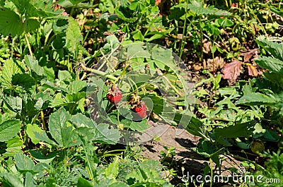 Home garden bed with strawberry bushes Stock Photo