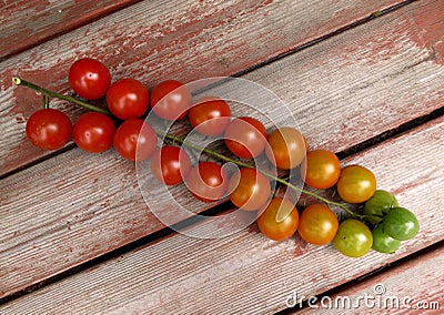 Semi - ripe round red tomatoes in a bunch Stock Photo