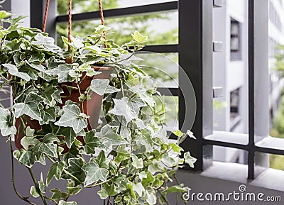 Home and garden concept of english ivy plant in pot Stock Photo